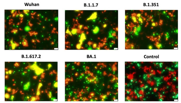 Scientific figure with six variants of concern demonstrates that Omicron BA.1 formed fewer syncytia than other variants. Delta formed the most.