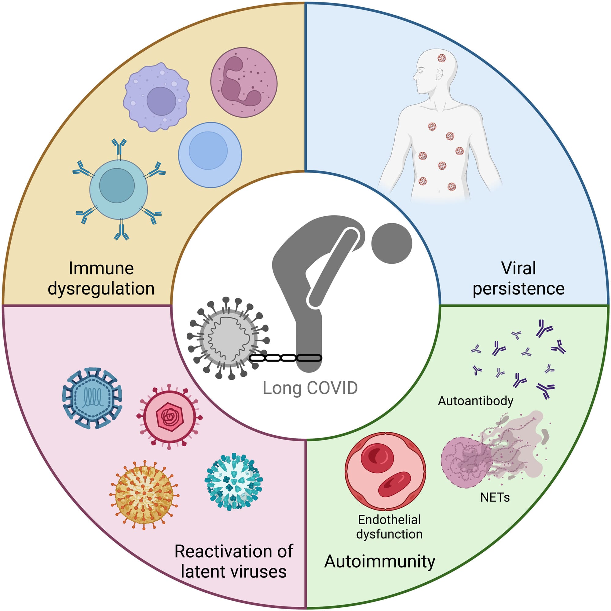 An infographic illustrating the subtypes of potential immunological origins of Long COVID